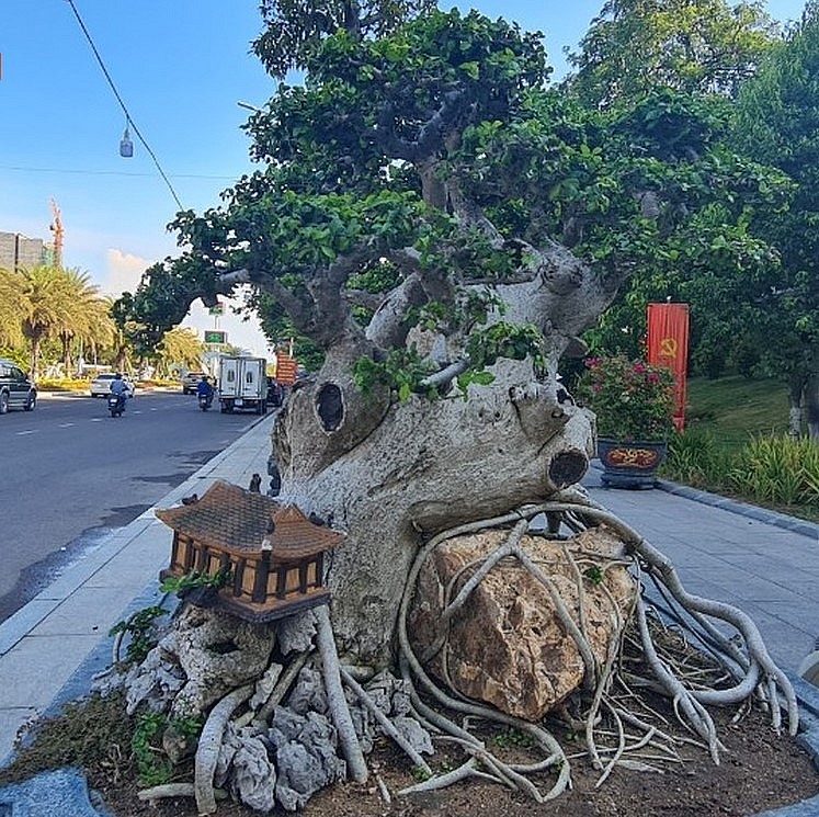 Choáng ngợp trước tuyệt phẩm duối cổ thụ ngàn năm, dáng tựa như tháp Chăm từng được trả 23 tỷ