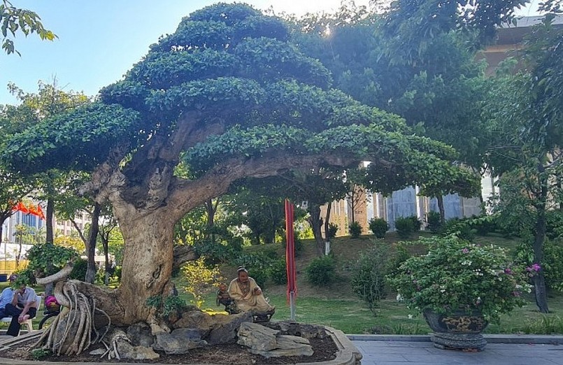 Choáng ngợp trước tuyệt phẩm duối cổ thụ ngàn năm, dáng tựa như tháp Chăm từng được trả 23 tỷ