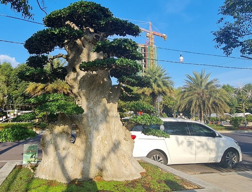 Choáng ngợp trước tuyệt phẩm duối cổ thụ ngàn năm, dáng tựa như tháp Chăm từng được trả 23 tỷ