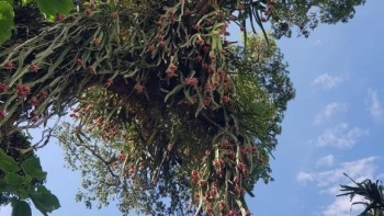 Cây thanh long cổ thụ siêu khủng mới nhìn ai cũng ngạc nhiên tưởng là ảnh ghép