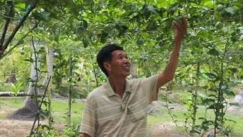 Lão nông hé lộ điều bí mật của giống chanh dây ngọt cho lợi nhuận hàng tỷ đồng