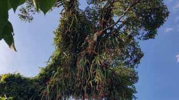 Cây thanh long cổ thụ cao ngút trời, ra quả cả làng ăn không hết, ai cũng ao ước được check-in cùng