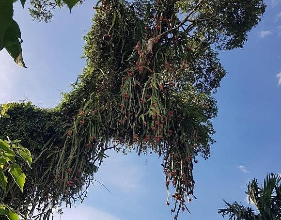 Cây thanh long cổ thụ sai trĩu quả được cho là đã 70 năm tuổi. Cây thanh long cổ thụ sai trĩu quả được cho là đã 70 năm tuổi.