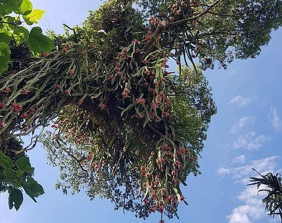 cây thanh long cổ thụ sai trĩu quả khiến nhiều người bất ngờ cây thanh long cổ thụ sai trĩu quả khiến nhiều người bất ngờ