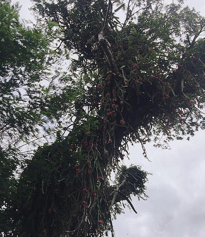 Nhiều người hiều kỳ không biết vì sao cây thanh long lại mọc cao và sống lâu năm như vậy. Nhiều người hiều kỳ không biết vì sao cây thanh long lại mọc cao và sống lâu năm như vậy.