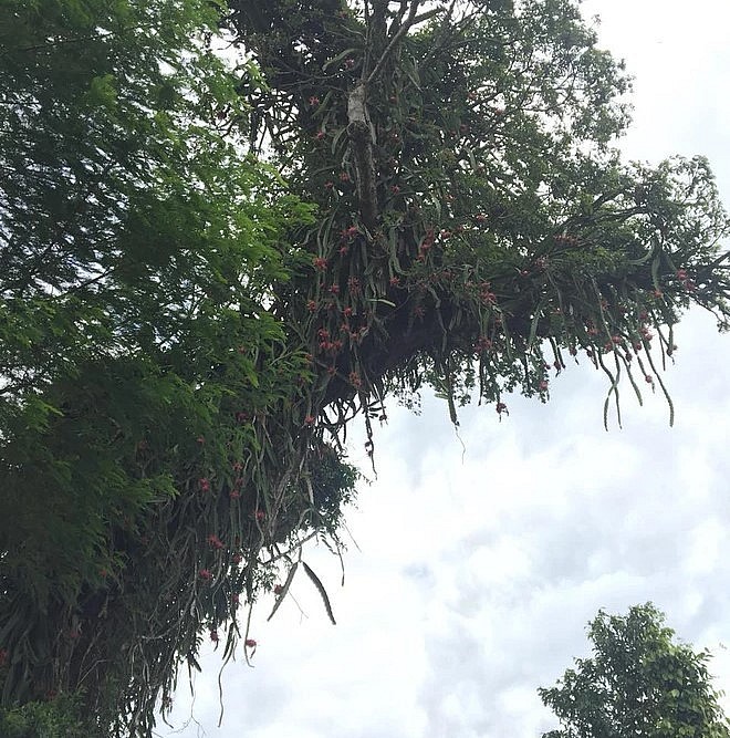 Việc hái những quả thanh long từ siêu cây này cũng không đơn giản. Việc hái những quả thanh long từ siêu cây này cũng không đơn giản.