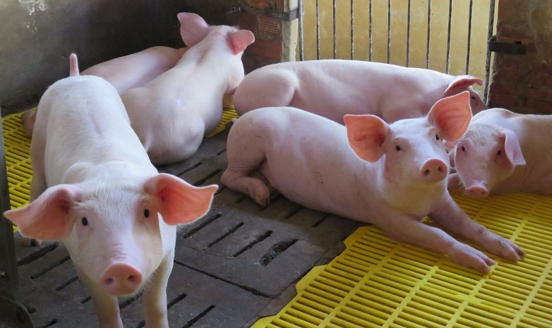 Giá heo hơi hôm nay (30/8) tiếp tục giảm ở một số nơi, giá heo thấp nhất về đáy 55.000 đồng/kg. 