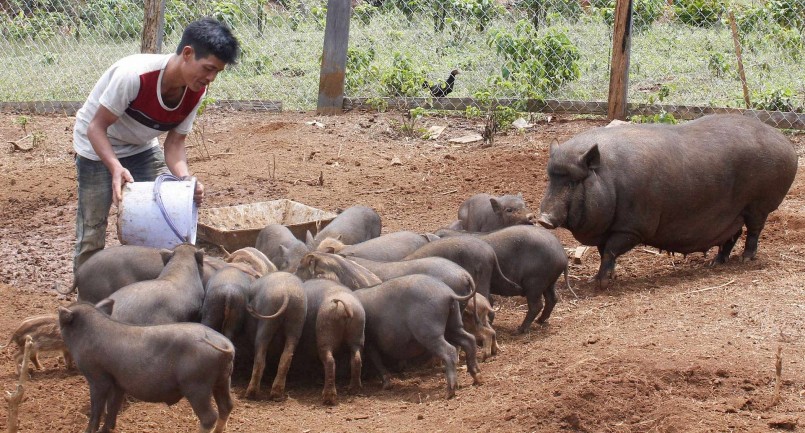 Giá heo hơi hôm nay (30/8) người nuôi kỳ vọng sẽ phục hồi, xu hướng cuối năm lợi thế thuộc về heo đặc sản.