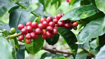 Giá nông sản hôm nay 30/8: Cà phê tăng lập đỉnh 66.000 đồng/kg, hồ tiêu giữ yên mốc cũ