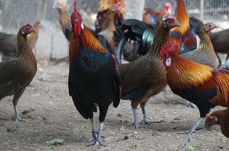 Với ưu điểm gà rừng tai trắng có vẻ bề ngoài đẹp và có tiếng gáy thanh nên nhiều khách hàng yêu thích.