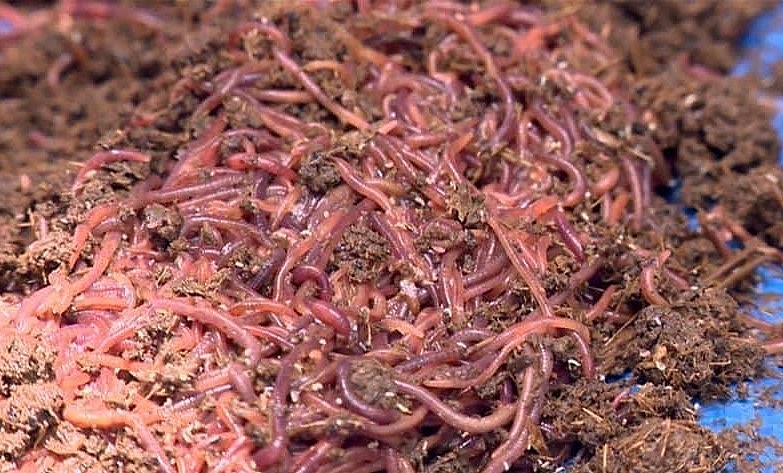 Nuôi trùn quế sử dụng nguồn phân bò tại trang trại.