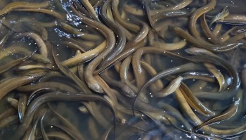 Người biến phân bò thành 