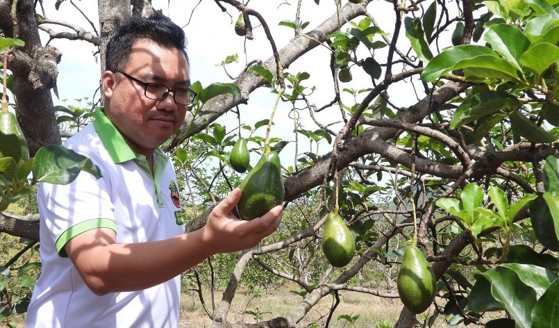 nông trại rộng 12ha trồng bơ với thương hiệu Bơ Ông Hoàng