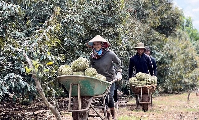 Nông dân Cư M\'gar vui mừng vì sầu riêng năm nay đã được mùa, giá tốt, lại được chứng nhận thương hiệu.