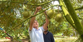 Sầu riêng Đắk Lắk gây sốt "hở ra là bị trộm" giờ thêm thương hiệu mới, giá lên đỉnh 100 nghìn đồng/kg