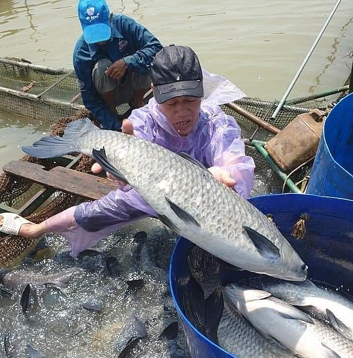 Nghề nuôi cá lồng phát triển mạnh ở Hải Dương.