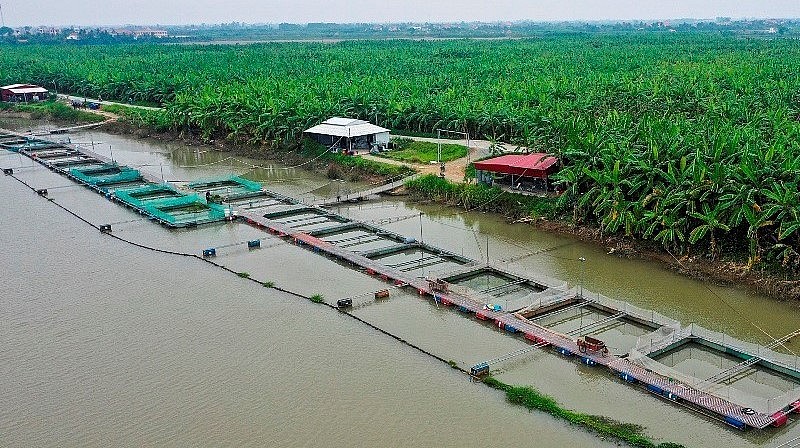 Chưa đầy 5 km sông Kinh Thầy chảy qua địa bàn xã có tới 1.080 lồng nuôi cá của hơn 60 hộ dân. 