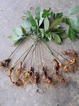 Kon Tum: Đầu tư hệ thống kiểm định sâm Ngọc Linh