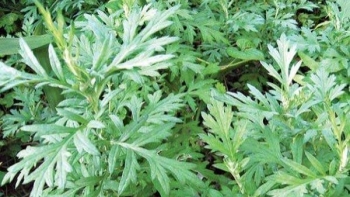 Những công dụng của cây ngải cứu trong sức khỏe và thực phẩm