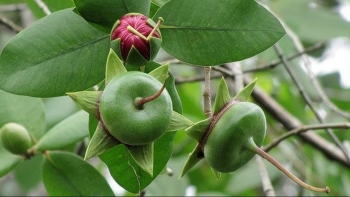 Từ cây dại ra trái mang tiếng nghèo, ai ngờ thành đặc sản xuất khẩu châu Âu