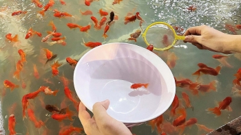 Trò chơi vớt cá vàng từ Nhật Bản đã xuất hiện ở Việt Nam, người dân xếp hàng trải nghiệm