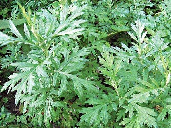 Những công dụng của cây ngải cứu trong sức khỏe và thực phẩm