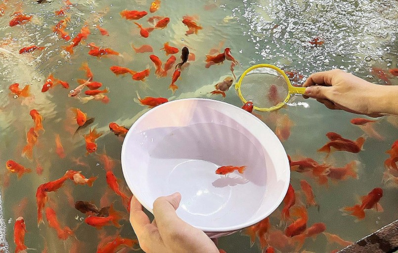 Vớt cá vàng đòi hỏi người chơi phải thật kiên nhẫn, bình tĩnh, tập trung cao độ và nhanh nhẹn.