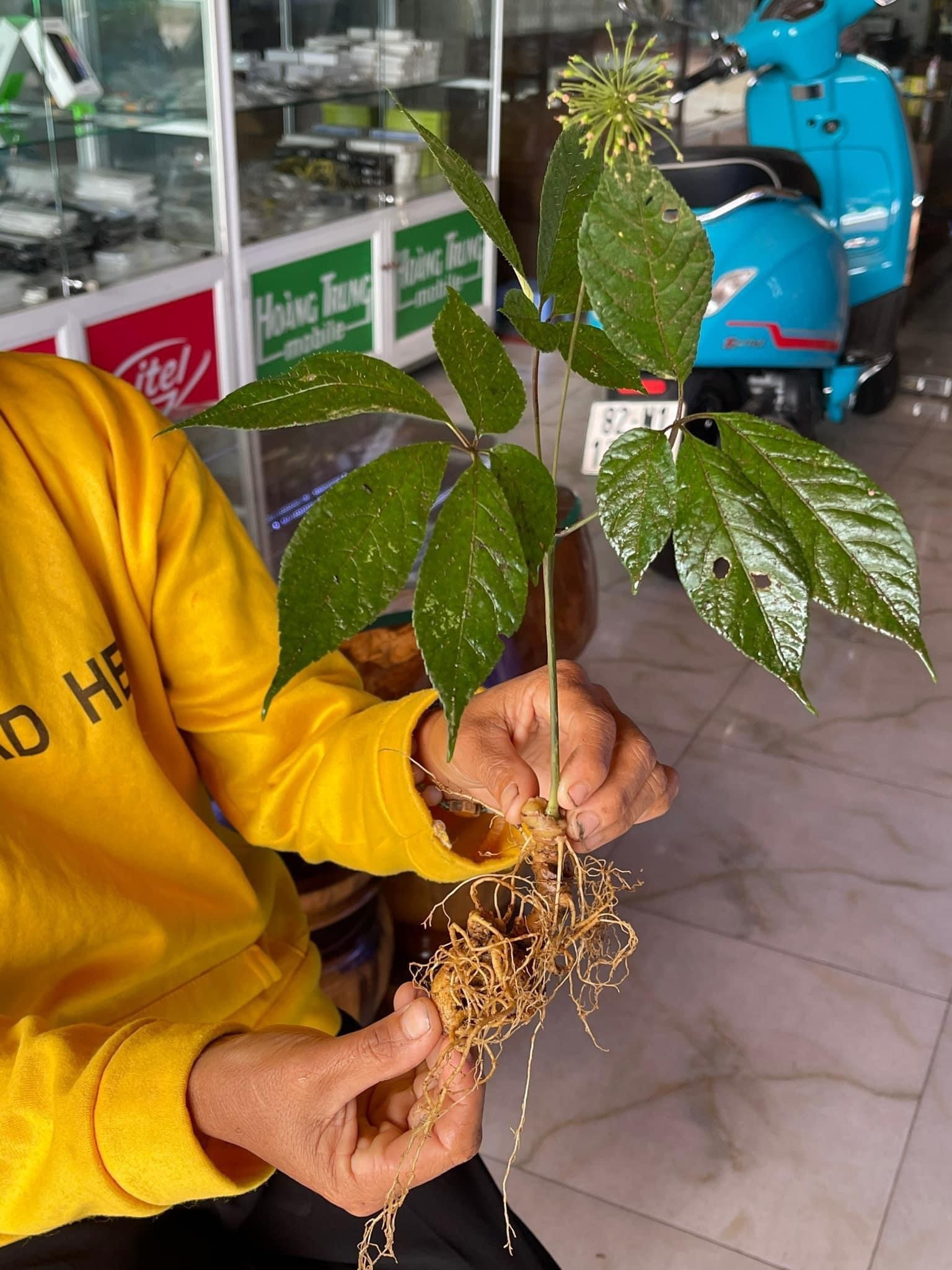 Việc mua bán sâm Ngọc Linh trên thị trường chỉ dựa vào kinh nghiệm