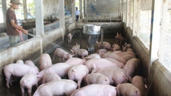 Giá heo hơi hôm nay 31/8: Giảm xuống đỉnh 58.000 đồng/kg, doanh nghiệp giữ đàn không bán, thêm kỳ vọng khi thức ăn chăn nuôi hạ nhiệt