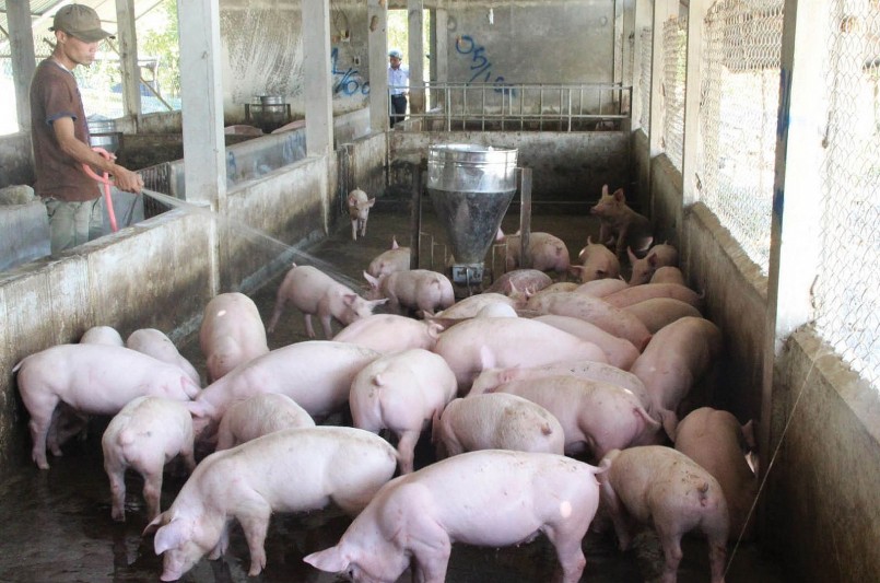 Giá heo hơi hôm nay (31/8) tiếp tục giảm xuống đỉnh 58.000 đồng/kg. Giá heo hơi hôm nay (31/8) tiếp tục giảm xuống đỉnh 58.000 đồng/kg.