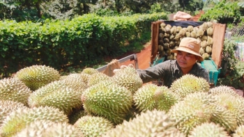 Những lợi thế khi chỉ sầu riêng tươi Việt Nam giữ vị trí độc tôn trên thị trường xuất khẩu