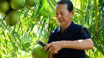 Bí quyết trồng dừa độc lạ của lão nông ở Cà Mau thu lãi 200 triệu mỗi năm từ vùng đất phèn mặn