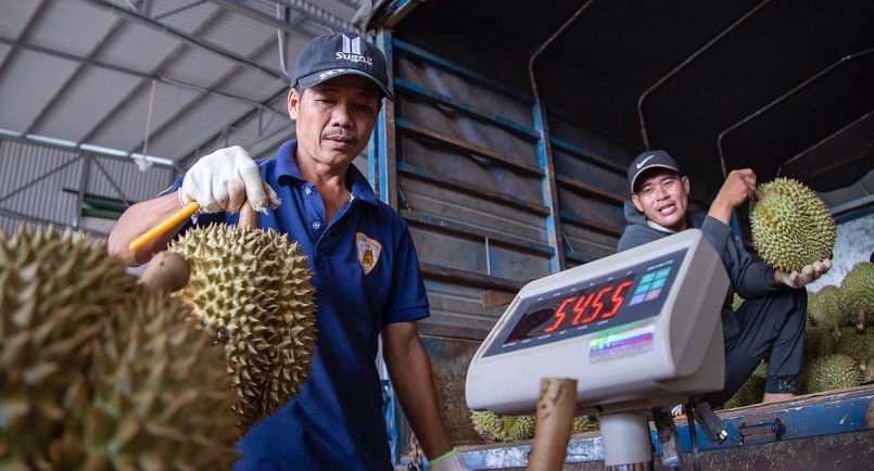 Kiểm tra kích thước, cân nặng và chất lượng sầu riêng trước khi đóng gói xuất khẩu tại huyện Krông Pắk (tỉnh Đắk Lắk).