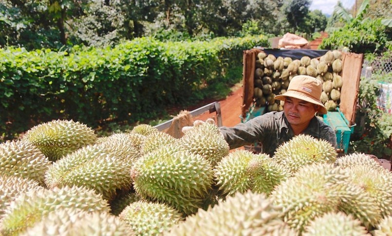 Thời điểm này Tây Nguyên bước vào vụ thu hoạch sầu riêng, giá tăng gần chạm mức 100 nghìn đồng/kg.