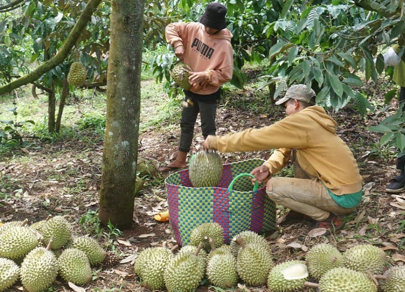 Hiện tại, với mỗi héc ta sầu riêng, bà con nông dân có thể thu lãi từ 1,5 đến 2 tỷ đồng/vụ.