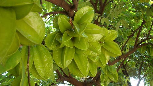 Loại quả nhìn cũng thấy thèm nhưng có chất độc nguy hiểm, những người này đừng ăn dù chỉ một miếng