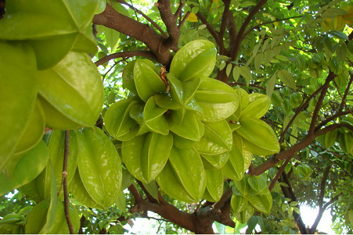 Loại quả nhìn cũng thấy thèm nhưng có chất độc nguy hiểm, những người này đừng ăn dù chỉ một miếng