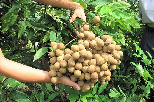 Hưng Yên vào mua thu hoạch nhãn chín muộn