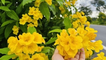 Đường hoa 400 cây hoàng yến nở rực rỡ đúng dịp nghỉ lễ, điểm đến không thể tuyệt vời hơn