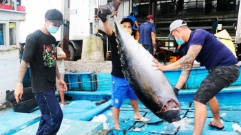 Xuất khẩu cá ngừ sang Hàn Quốc tăng ấn tượng