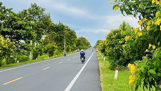 Hoa hoàng yến nở rộ hai bên đường ở 