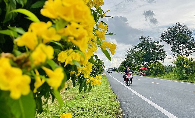 Từ năm 2019 tới nay, cây bắt đầu ra hoa, tô điểm cho con đường ngày càng xinh đẹp