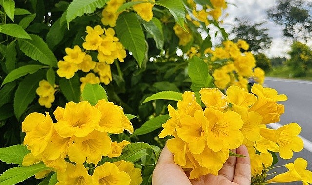 Hoa hoàng yến nở vàng rực tạo sức hút đặc biệt.