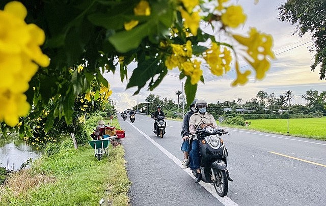 Những bông hoa hoàng yến nở đẹp rực rỡ