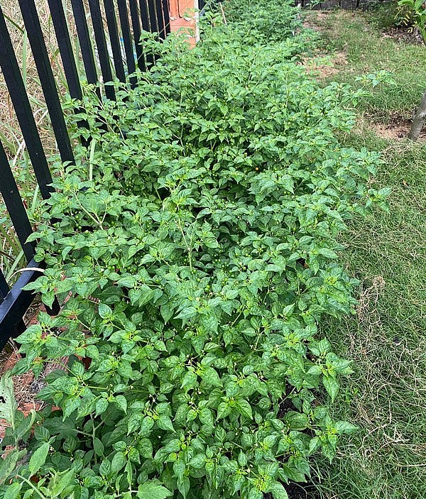 Chị Dung có chục cây ớt loại này ở trong vườn nhà.