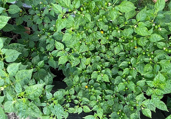 Chị cho biết cây ớt này trồng khá dễ dàng, không cần phải chăm sóc cầu kỳ thậm chí dễ trồng.