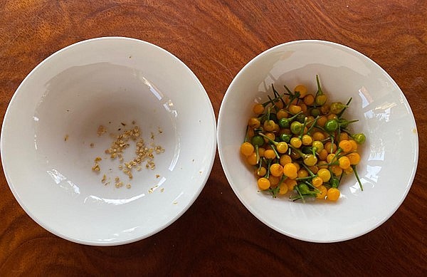 Mỗi ngày chị thu được khoảng vài chục trái ớt chín dể ăn và đem tặng cho mọi người.