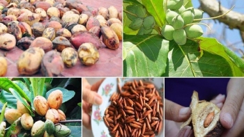 Quả bàng nơi khác vứt đi nhưng vì sao ở Côn Đảo lại là quà quý?