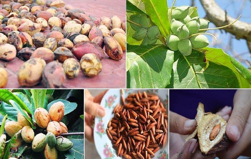 Côn Đảo có những cây bàng cổ thụ, quả bàng được dân nhặt về chế biến thành loại mứt đặc biệt hiếm nơi nào có.