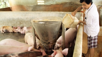 Giá heo hơi hôm nay (01/9) ngưng đà giảm ở đáy 55.000 đồng/kg, liệu giá thức ăn có cứu vãn người nuôi heo thua lỗ?